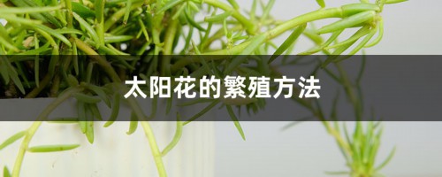 太阳花的繁殖方法